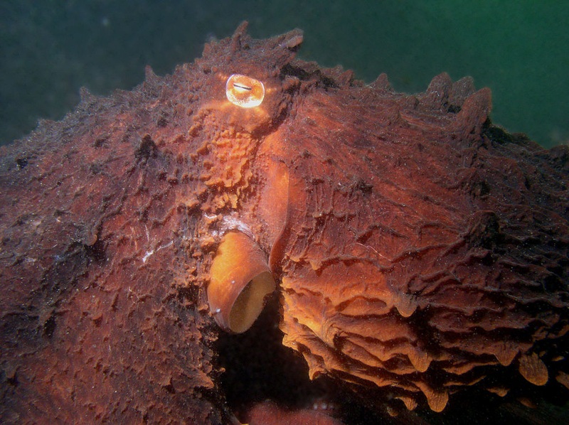 A regular giant Pacific octopus. Photo Courtesy Kirt L. Onthank